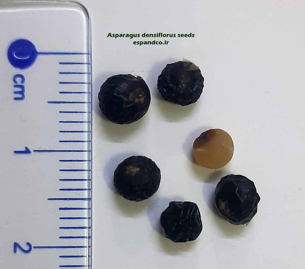 ​Asparagus densiflorus seeds 